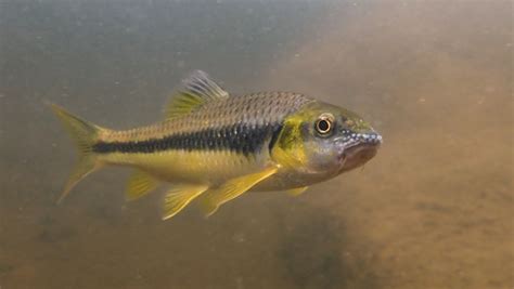 cyprinoid fish|Cyprinids (Family Cyprinidae) · iNaturalist.